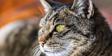 The Surprising Shift: How Vaccines Can Impact Your Cat’s Behavior