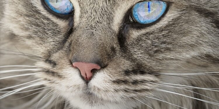 Stop the Pulling: The Ultimate Guide to Harness Training for Cats