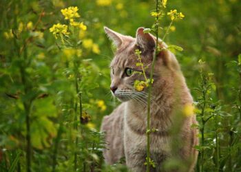 Exploring the Allure of Medium-Sized Short-Haired Cat Breeds: A Guide to Their Charm and Personality
