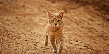 Purrfect Pals: The Best Cat Breeds for Family Companionship