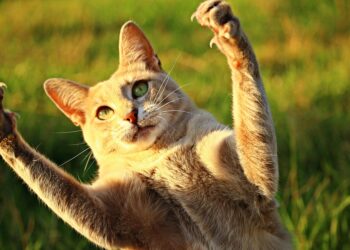 The Ultimate Guide to Discovering the Perfect Cat Breed for You