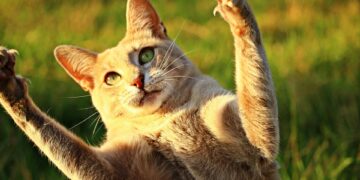 The Ultimate Guide to Discovering the Perfect Cat Breed for You