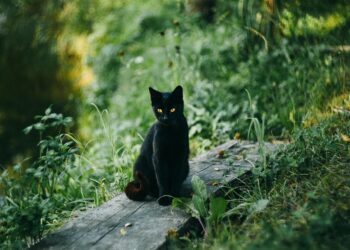 Unleash Your Cat’s Wild Side: The Ultimate Guide to Outdoor Cat Toys