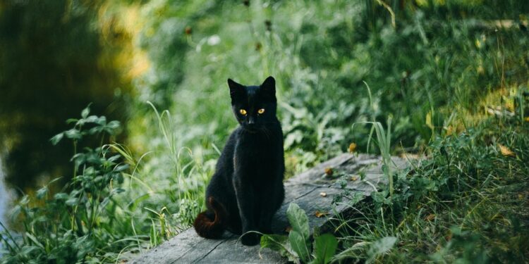 Unleash Your Cat’s Wild Side: The Ultimate Guide to Outdoor Cat Toys