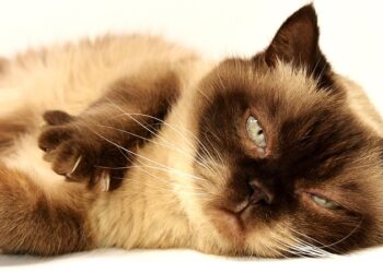 Purr-fect Companions: Top Cat Breeds for Families with Kids