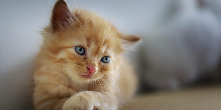 Tranquil Tabbies: The Joy of Small Hypoallergenic Cats