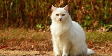 Purr-fect Solutions: Understanding and Resolving Common Cat Behavior Problems