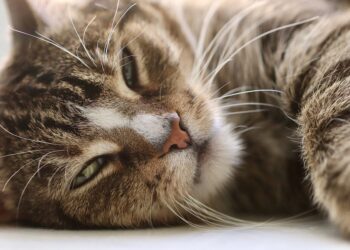 Freedom for Felines: The Ultimate Hands-Free Cat Leash for Happy Cats and Stress-Free Owners