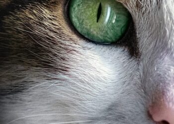 The Top 10 Low-Maintenance Apartment Cats for Busy Owners