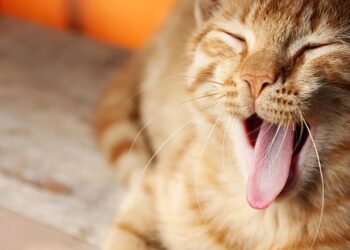 Purr-fect Companions: The Top Cat Breeds for Affectionate and Loving Pets
