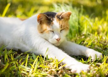 Feline Fun: A Purr-fect Puzzle Adventure for Cat Lovers