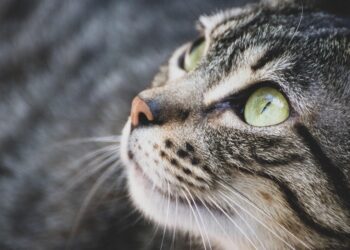 Fur-Free Feline Friends: The Best Apartment Cats That Won’t Shed