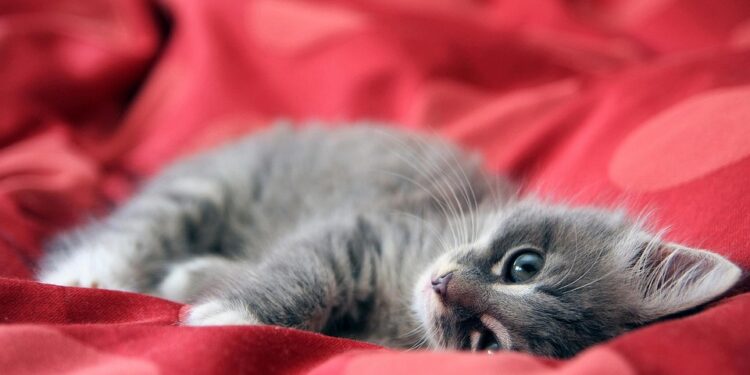 Gentle on the Tummy: The Top Picks for Cats with Sensitive Stomachs