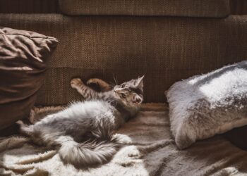 The Purrfect Companions: Top Apartment Cats for a Cozy Home