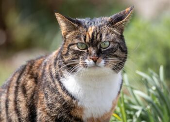 The Purr-fect Guide to Cat Leashes: Keeping Your Feline Friend Safe and Happy