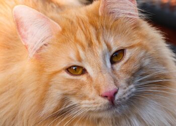 Curly-Tailed Beauties: Exploring the Charms of Medium-Sized Cat Breeds