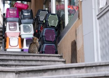 The Purr-fect Roommates: Why Medium-Sized Cats Are Ideal for Apartment Living