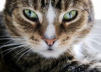 Unleash Your Cat’s Freedom: The Ultimate Rope Cat Leash Guide