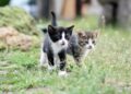 The Top Apartment-Friendly Cats: Finding the Perfect Feline Companion for Your Living Space