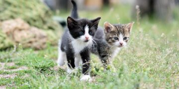 The Top Apartment-Friendly Cats: Finding the Perfect Feline Companion for Your Living Space