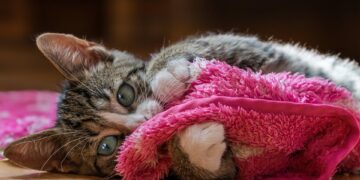 Independent Purr-fection: The Best Apartment Cats for Solo Living