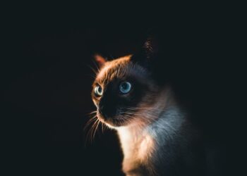 The Ultimate Guide to Finding the Best Cat Leash for Your Feline Friend